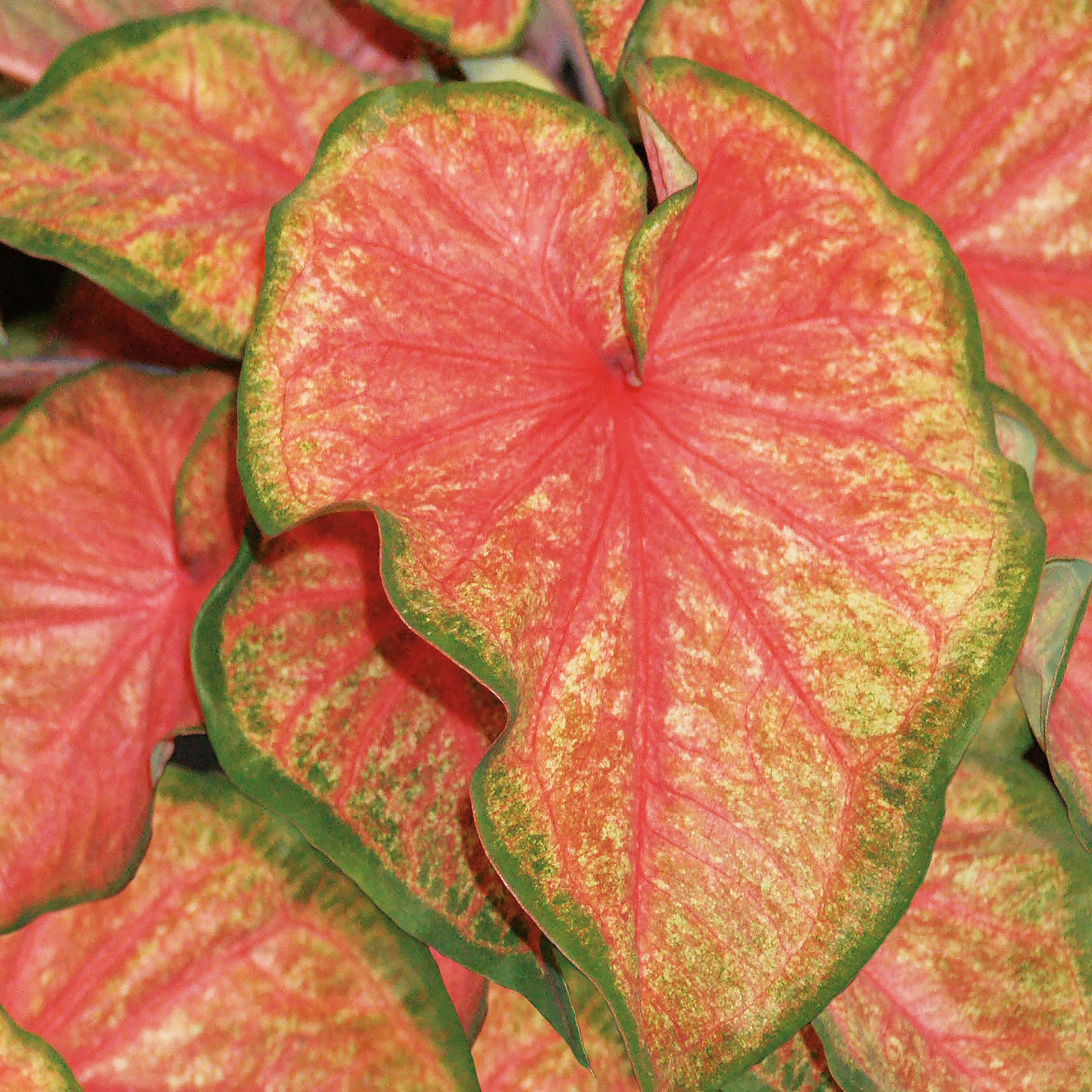Proven Winners CLDPRW1317800 Caladium in 4.5 Inch(es) Pot