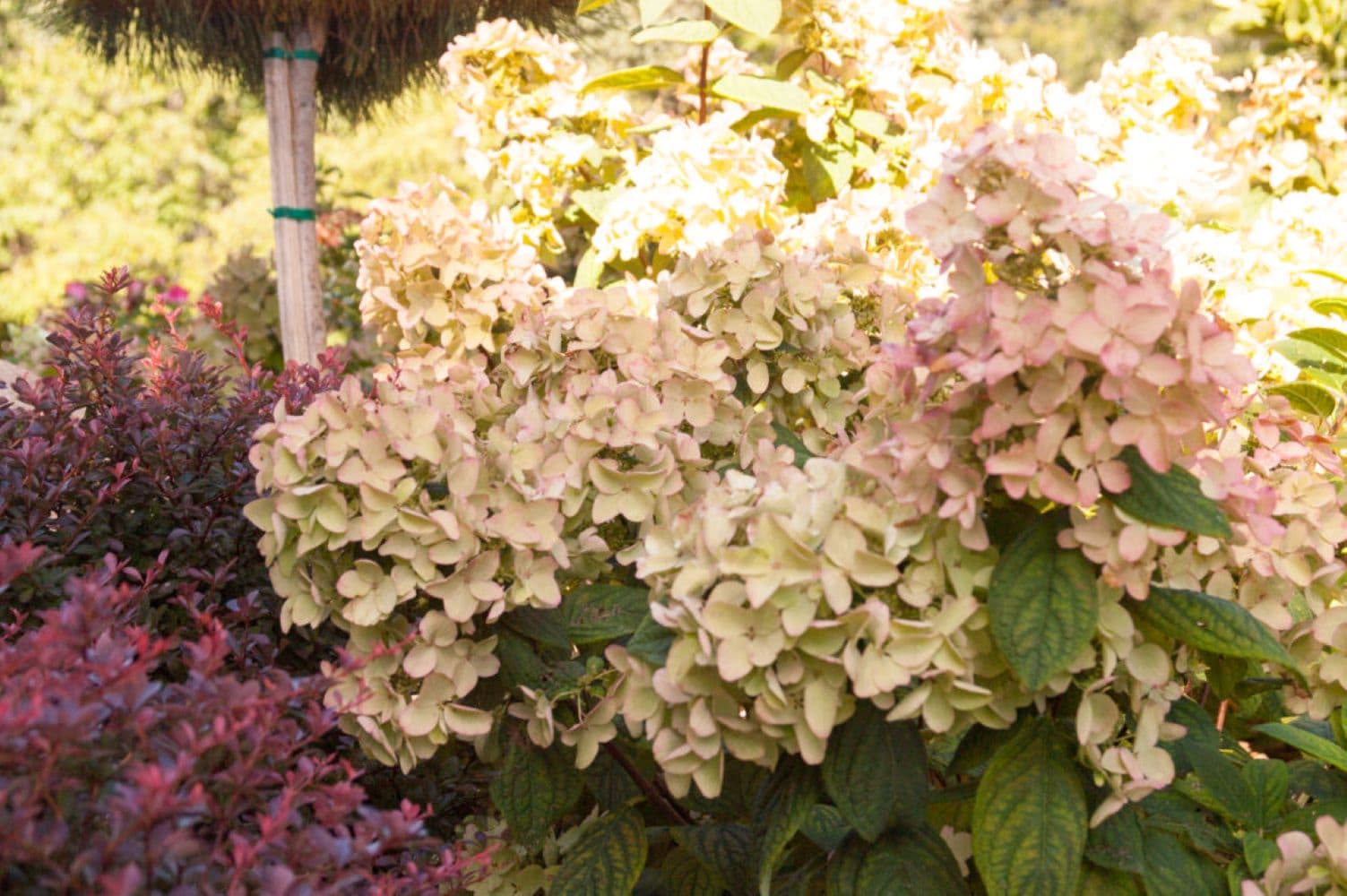 Lowe's NURSERY shrubs - View #6