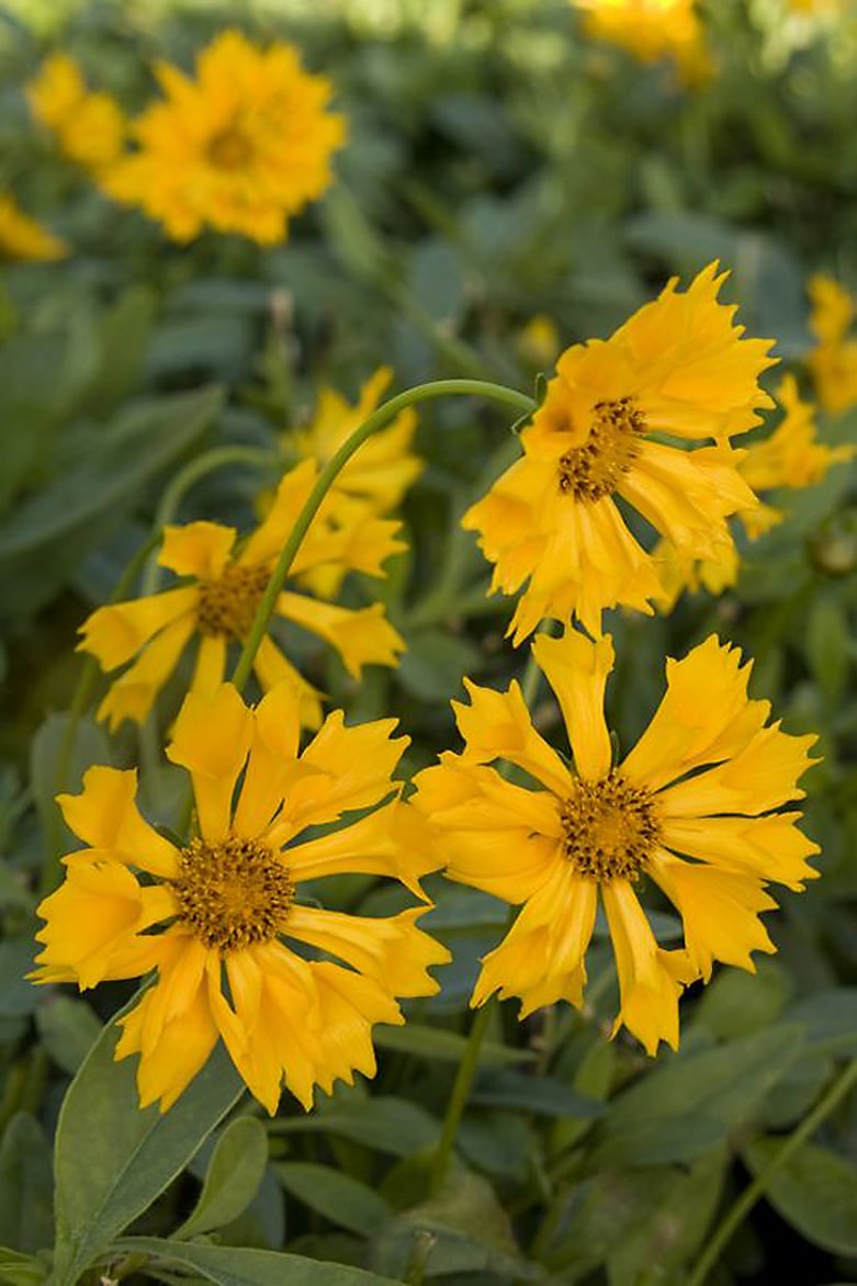 Monrovia 048081 Yellow Jethro Tull Tickseed P18789 Plant in 3-Quart Pot