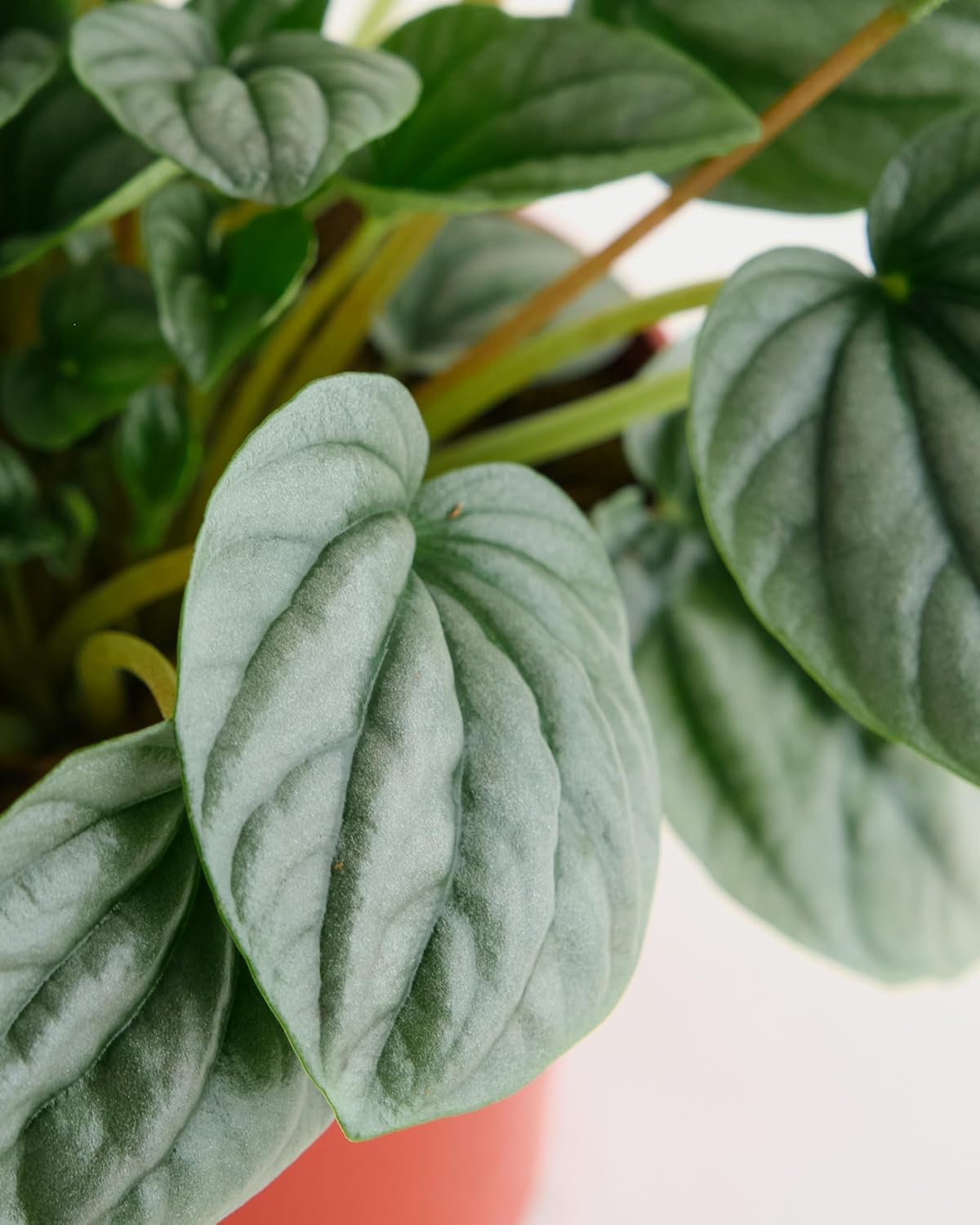 Shop Succulents 1-PEP-FROST-6-1PA hseplants - View #3
