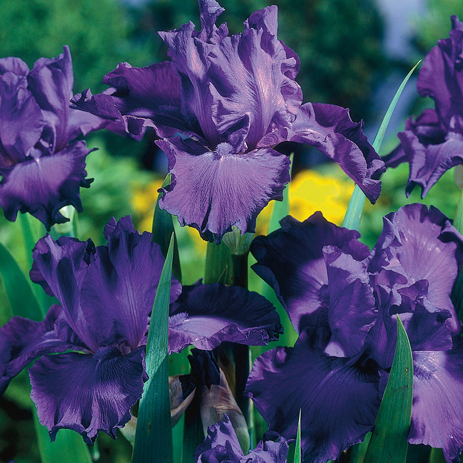 Purple Bearded Iris