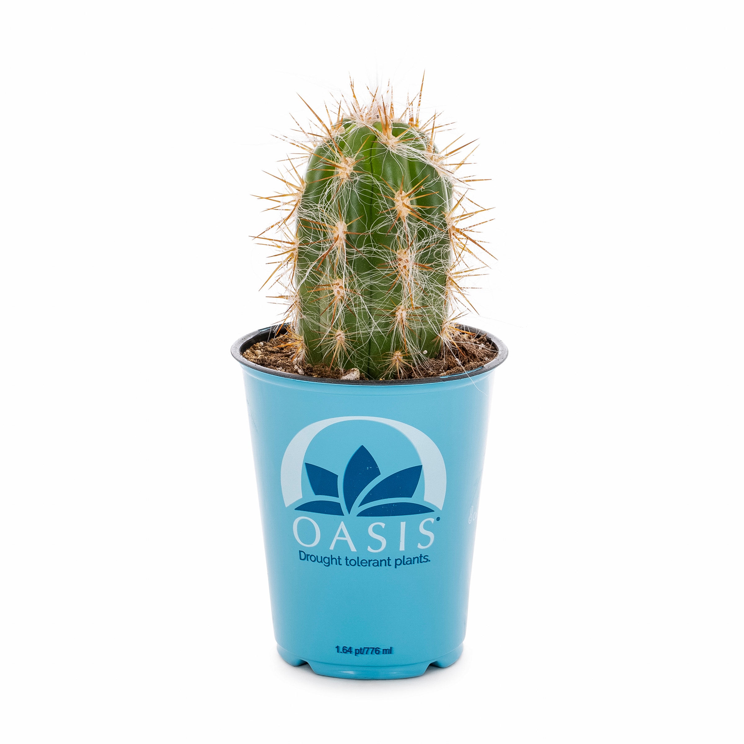 Lowe's 937381 Cacti-Succulents - View #6