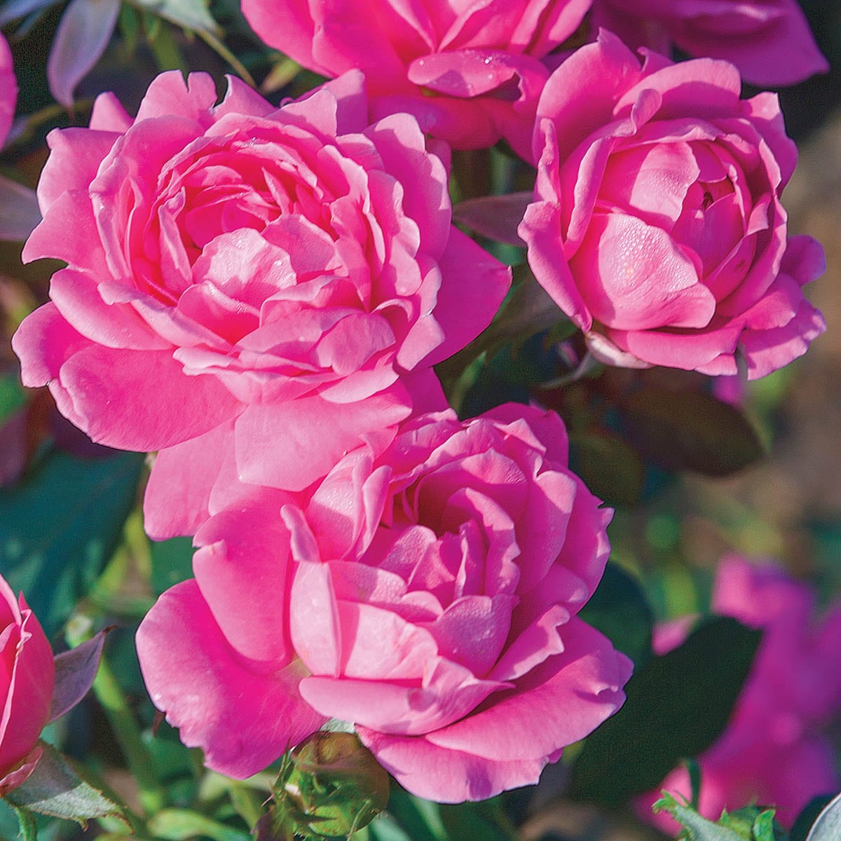 Spring Hill Nurseries 99231 roses - View #2