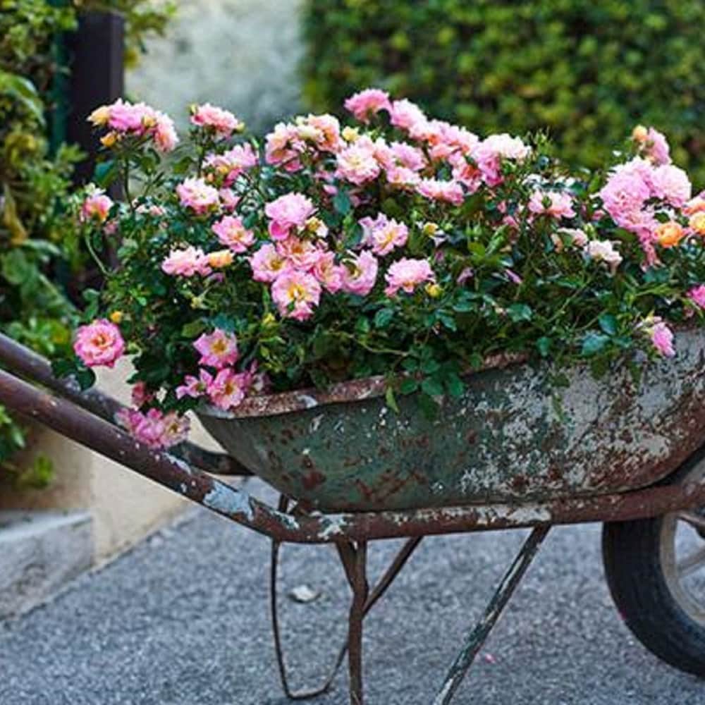 Drift Roses 62411-2 shrubs - View #5