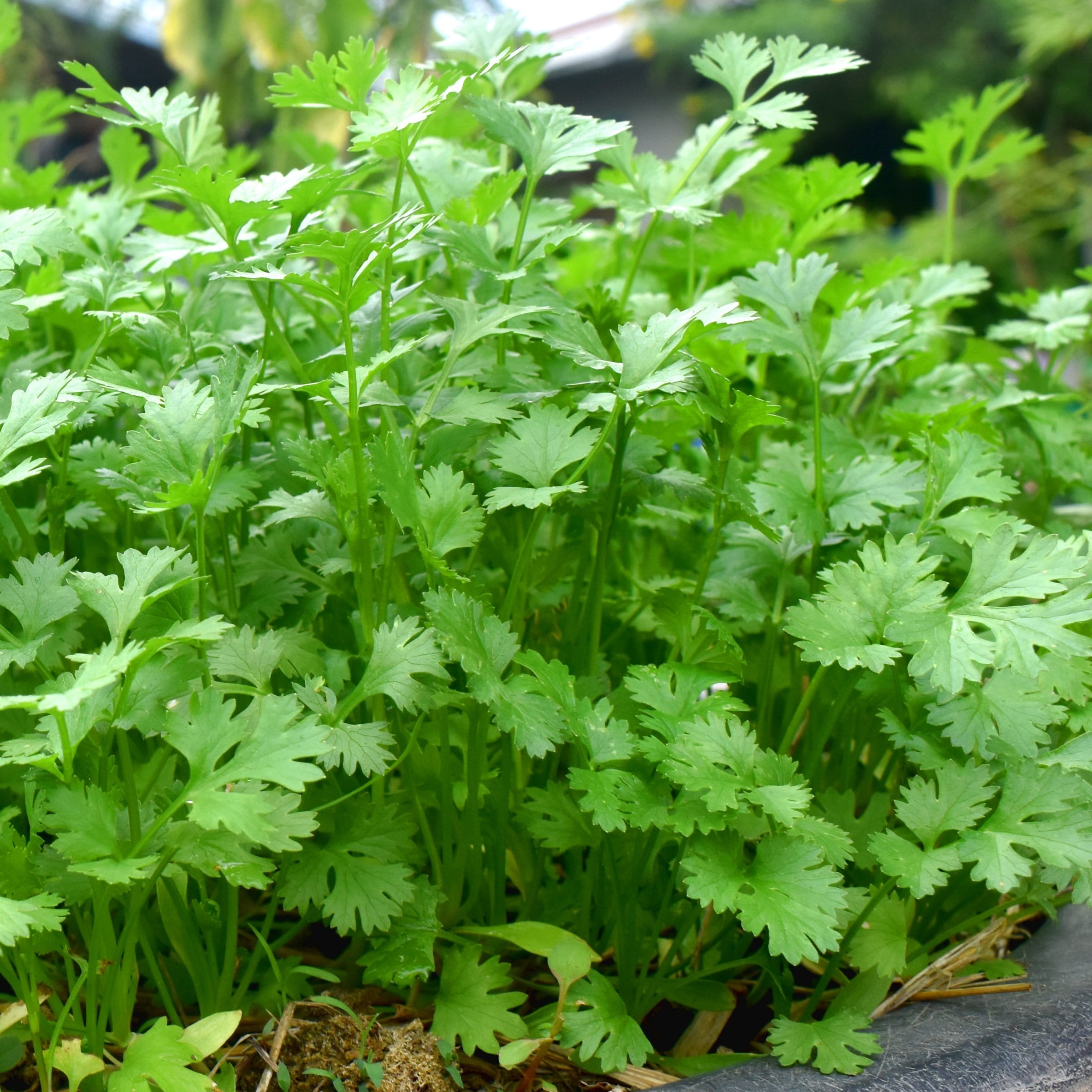 National Plant Network LW2252 Herb-Plants - View #3