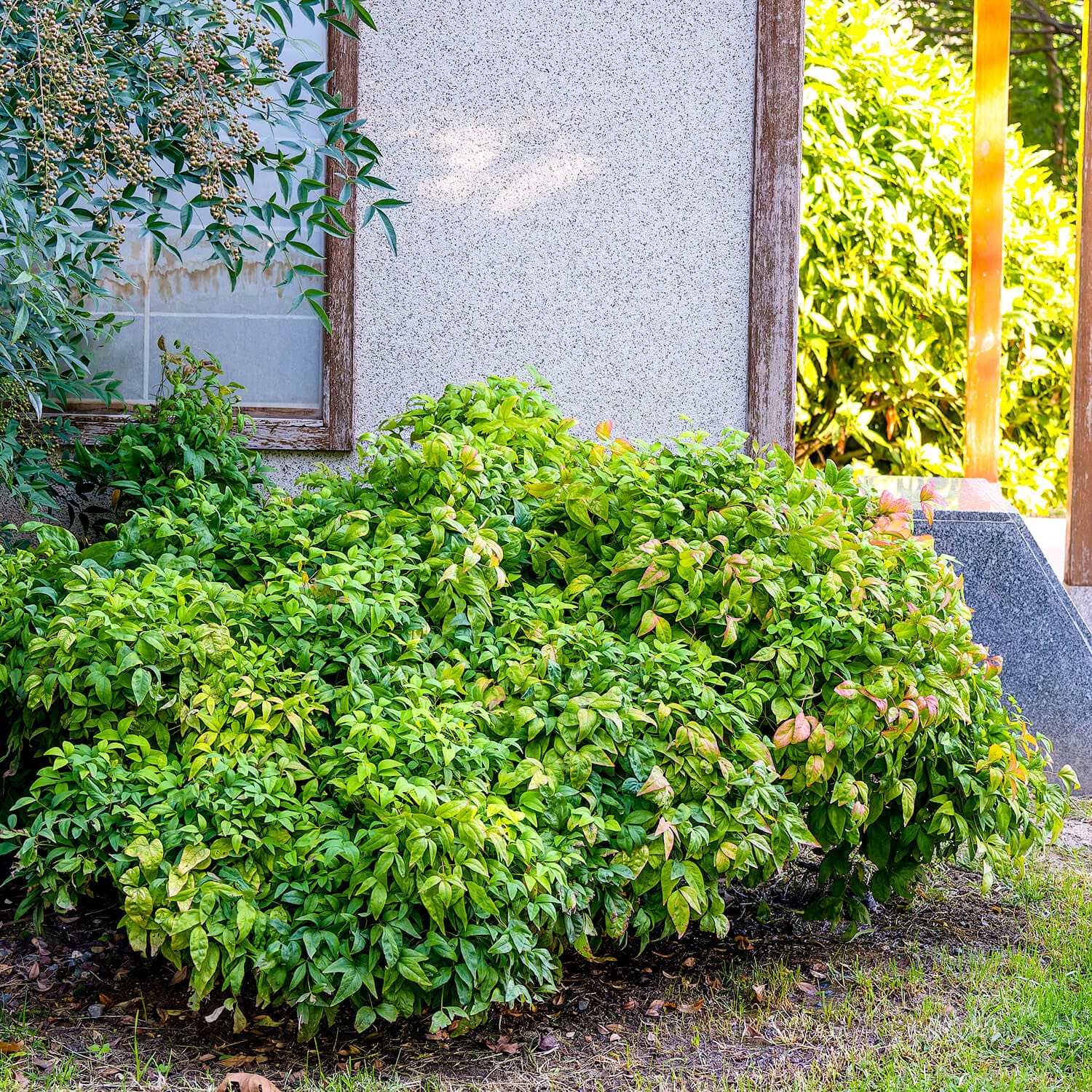 Flowerwood 4308Q-1 shrubs - View #2