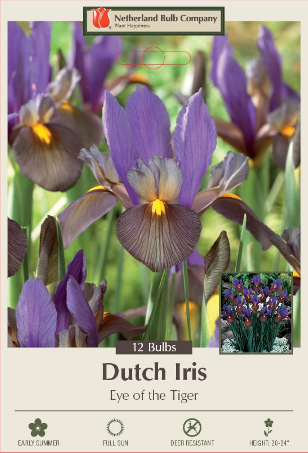 Hirt's Gardens NETHERLANDS1234 Eye of the Tiger Dutch Iris 12 Bulbs - Multiply Rapidly - 8/9 cm Bulbs