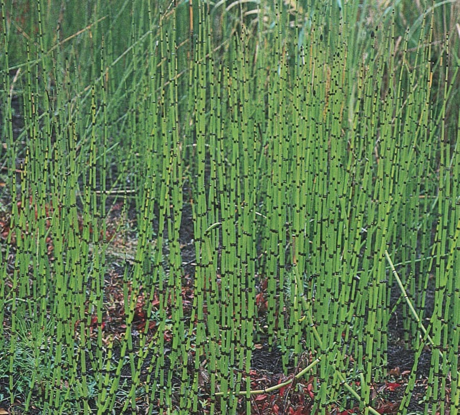 Lowe's NURSERY Horsetail Reed
