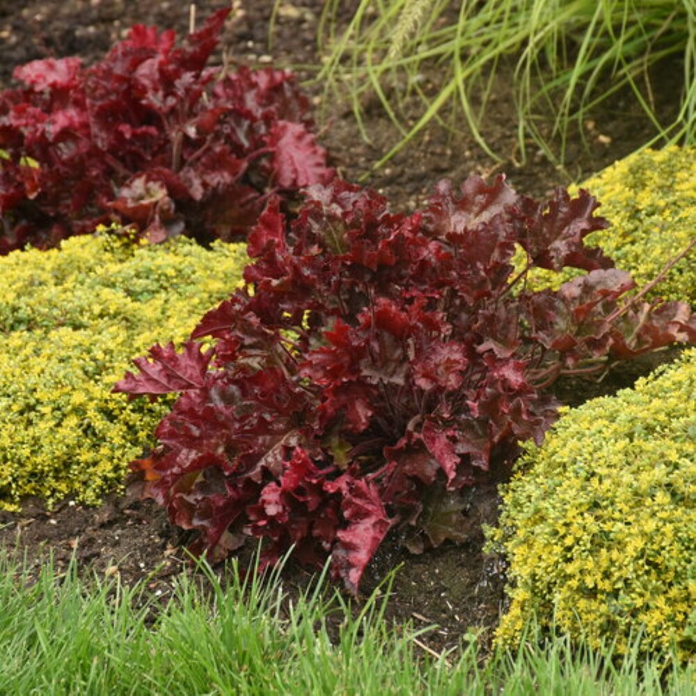 Monrovia NURSERY perennials - View #3