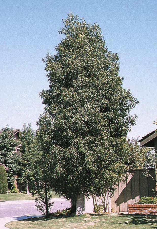 3.28-Gallon White Shade Tree Bottle Tree In Pot (With Soil) in the ...