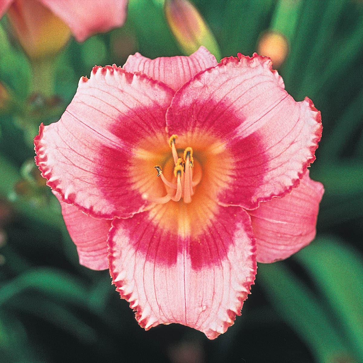 Brecks Multicolor Dare To Love Daylily Flowering Dormant Perennials Plant In 3 Pack Bareroot In