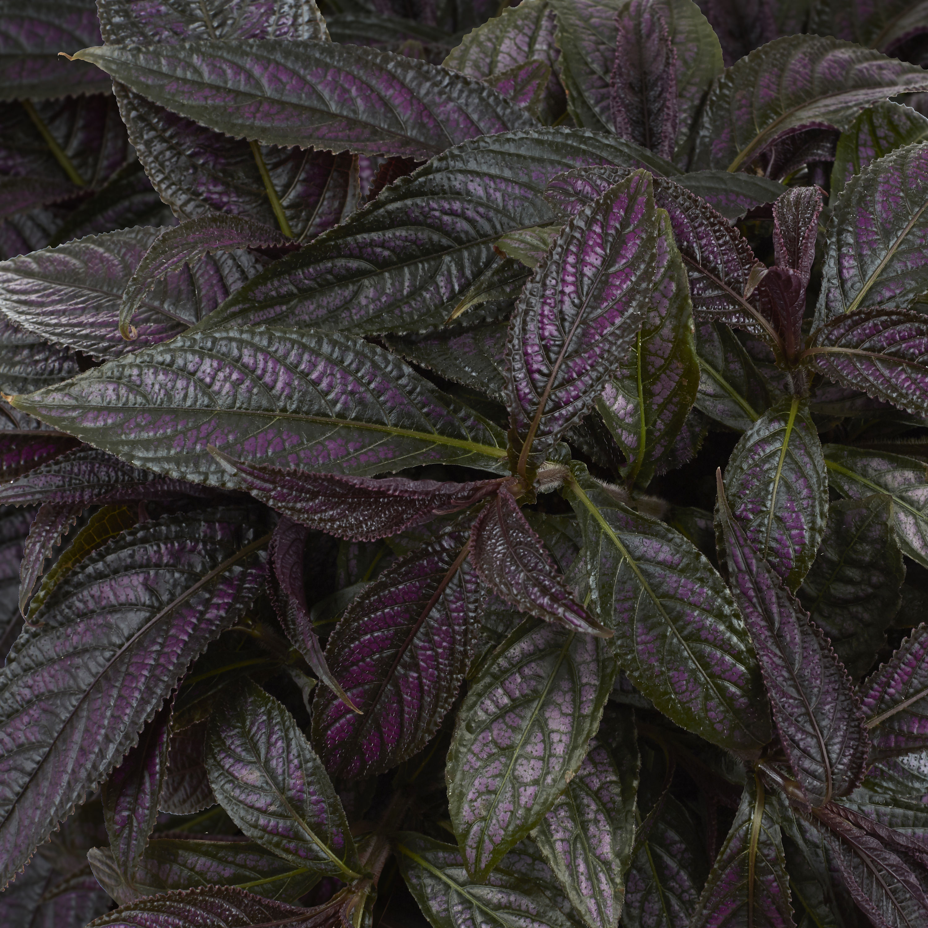 Lowe's 462256 annuals - View #2