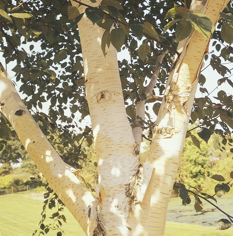 My Image 23