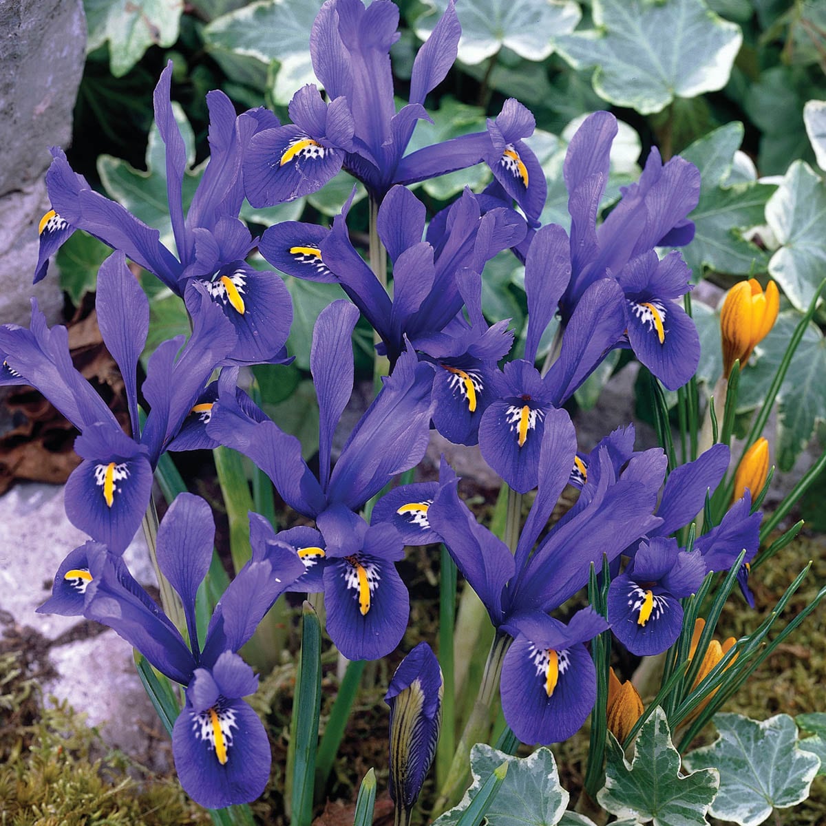 Breck's 85111 Plant-Bulbs - View #2