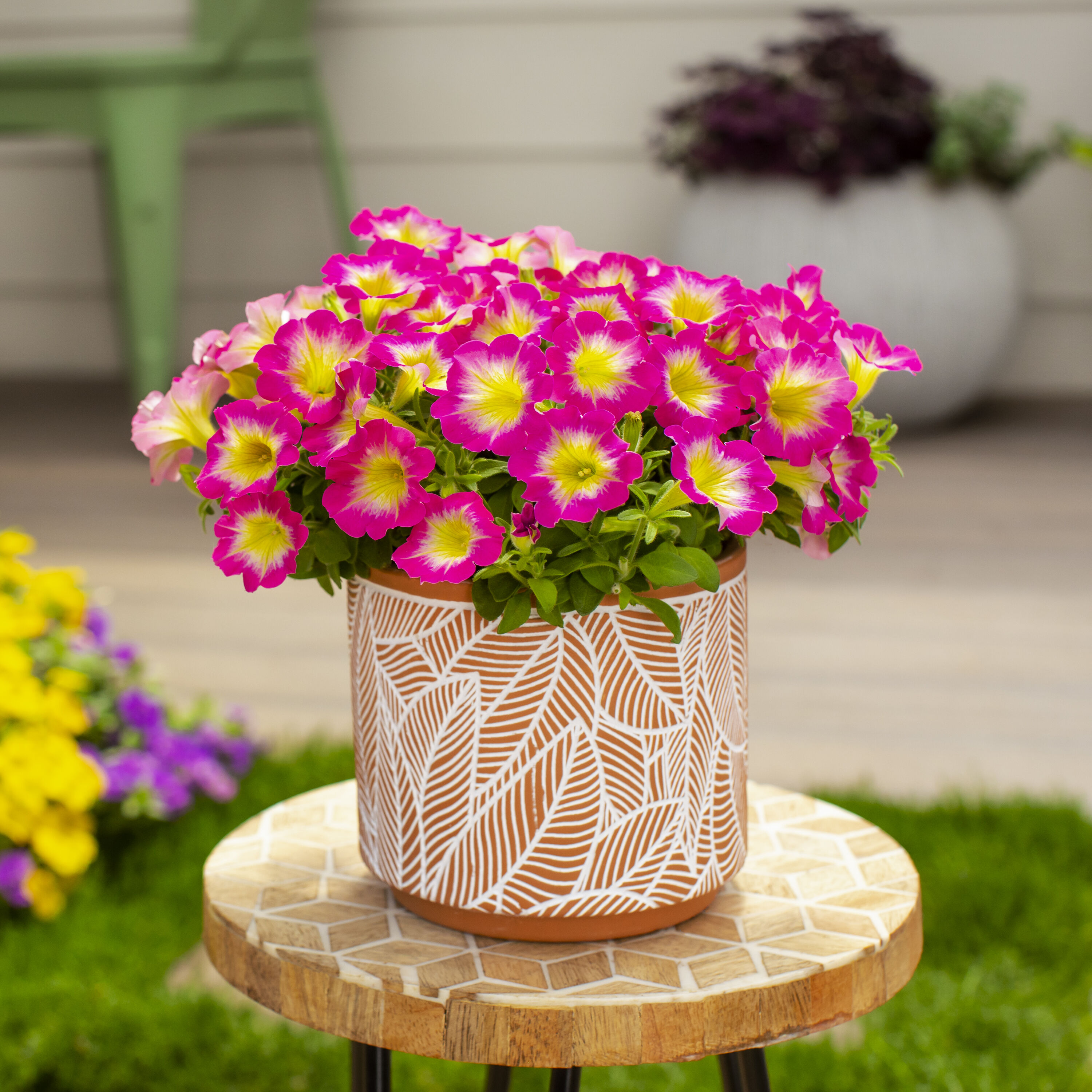 Proven Winners 4792 annuals - View #3