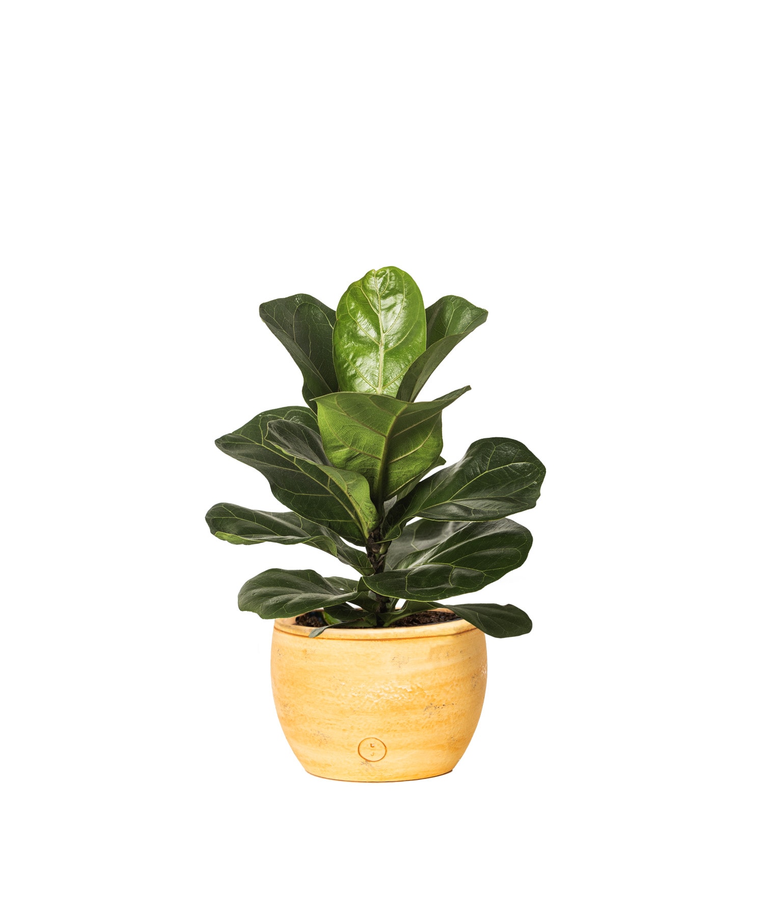 LiveTrends ASB05686 Malaysia Live Ficus Lyrata Plant House plant in 6 Inch(es) Pot 1.0 -Pack