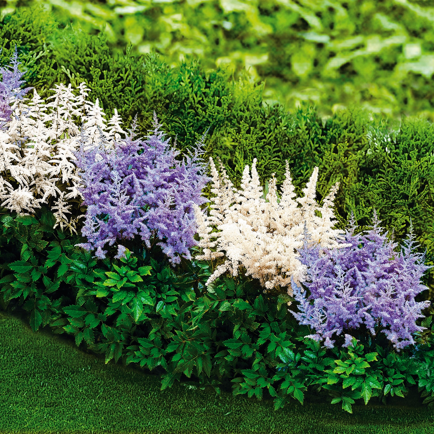 Breck's 90288 perennials - View #3
