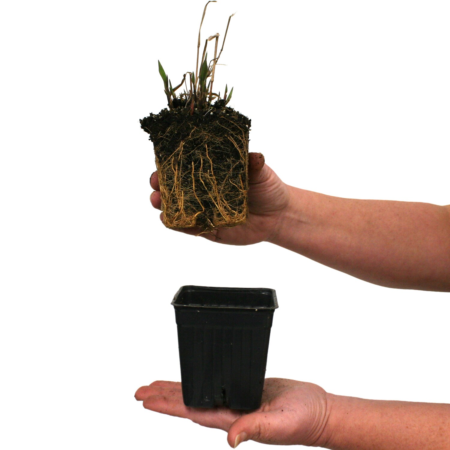 Van Zyverden 84588 Plant-Bulbs - View #4
