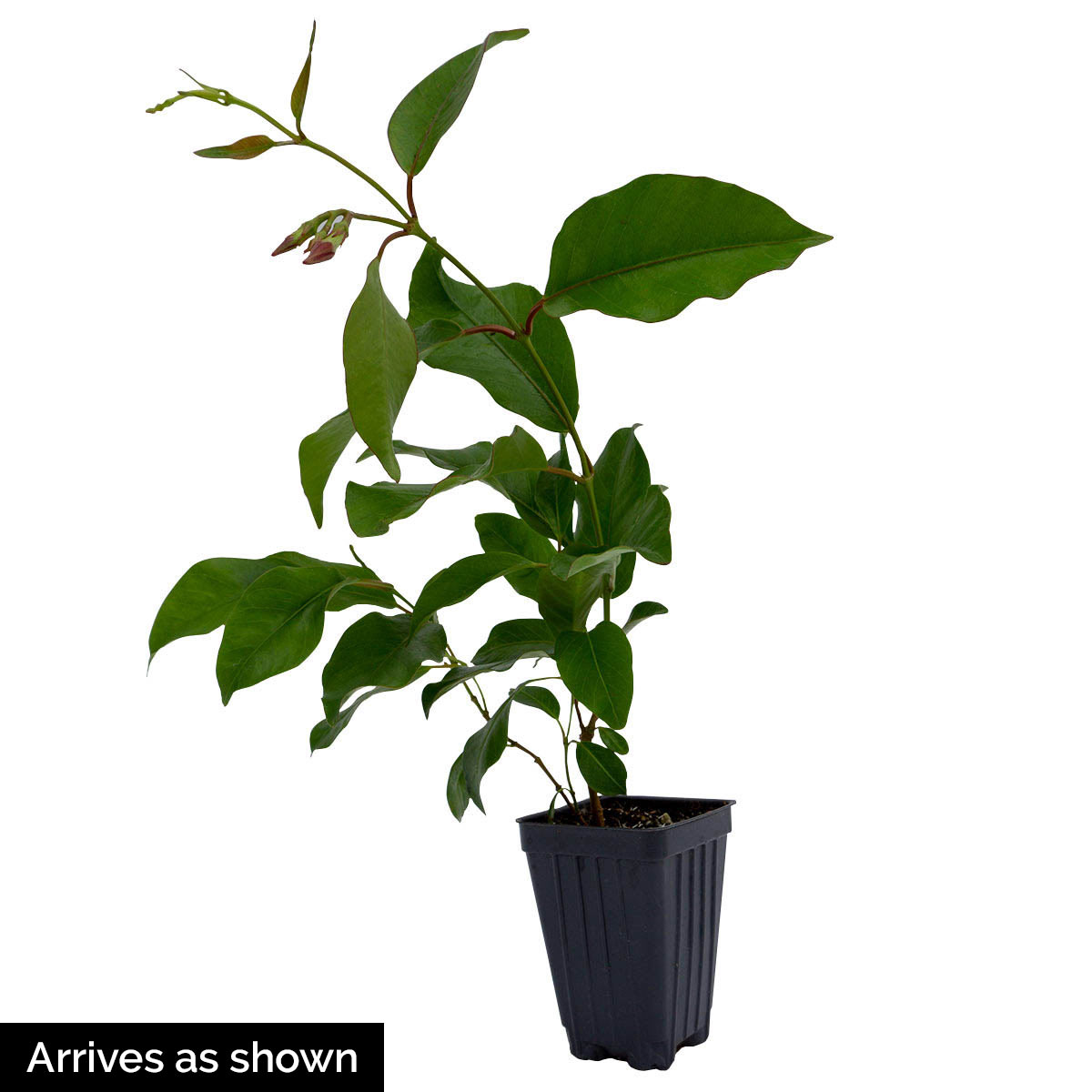 Direct Gardening 11343 1 Count Pot Yellow Mandevilla Tropical Vine