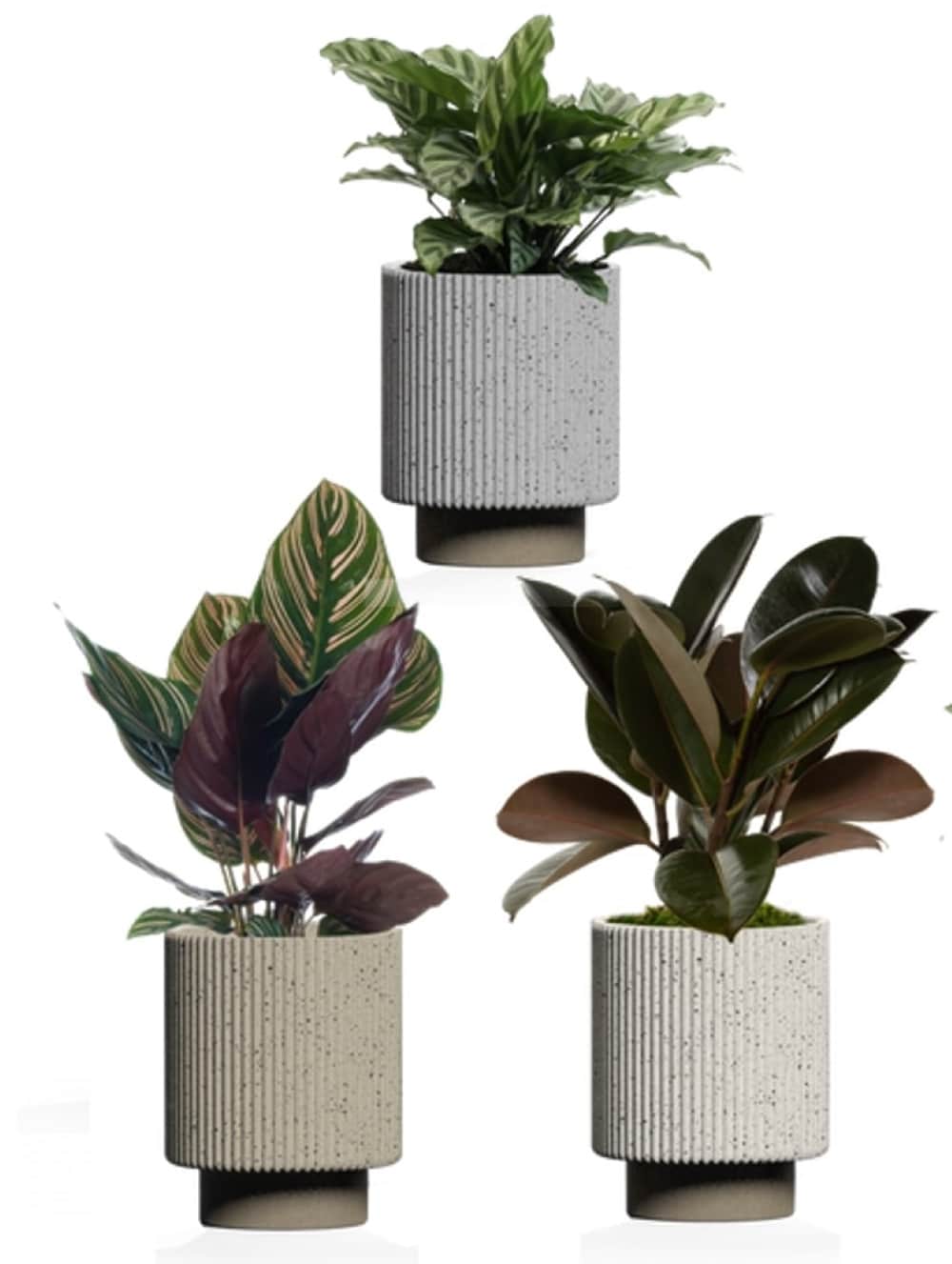 LiveTrends ASB07683 THEODORE House plant in 12 Ounce(s) Pot 1 -Pack