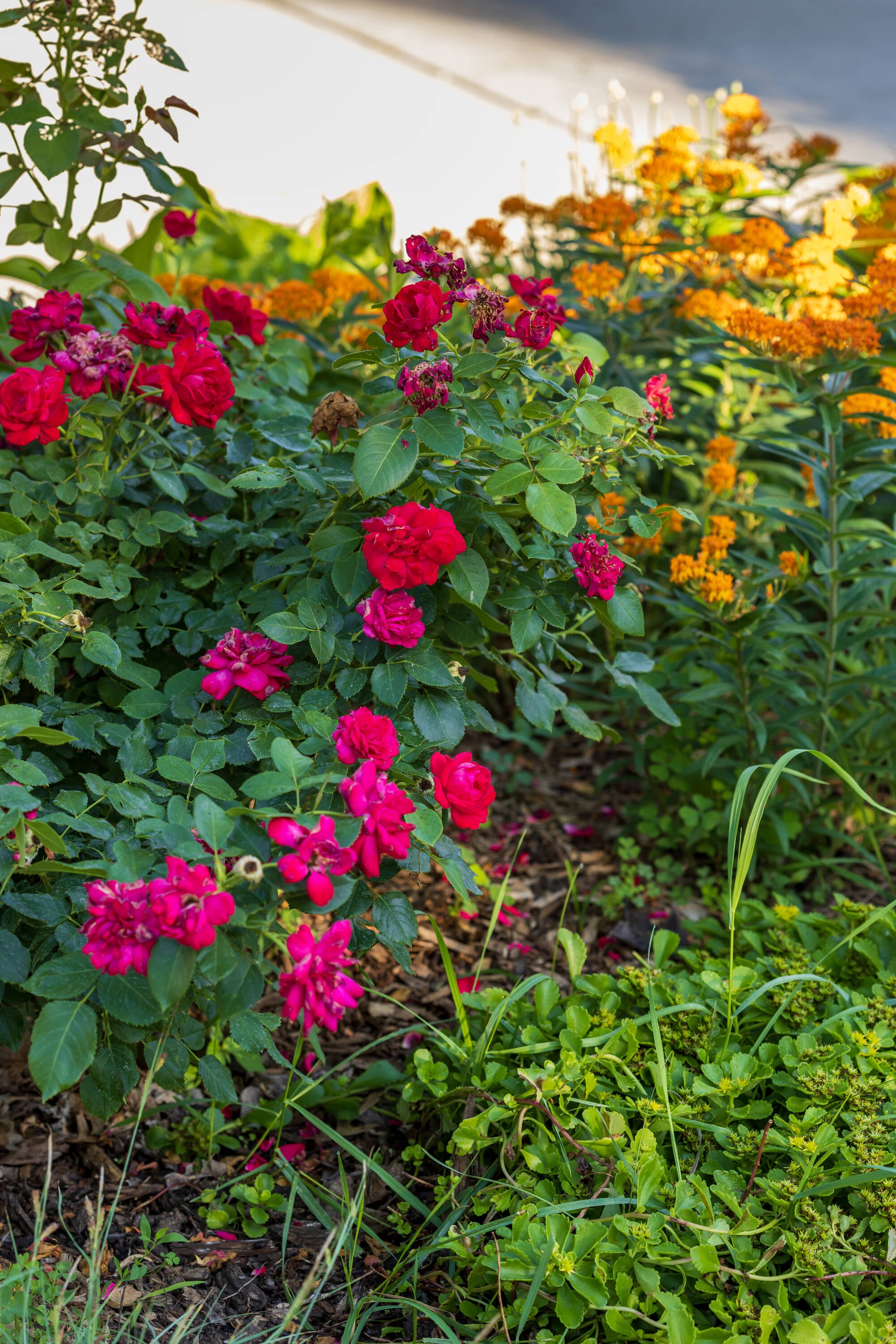 Lowe's NURSERY roses - View #3