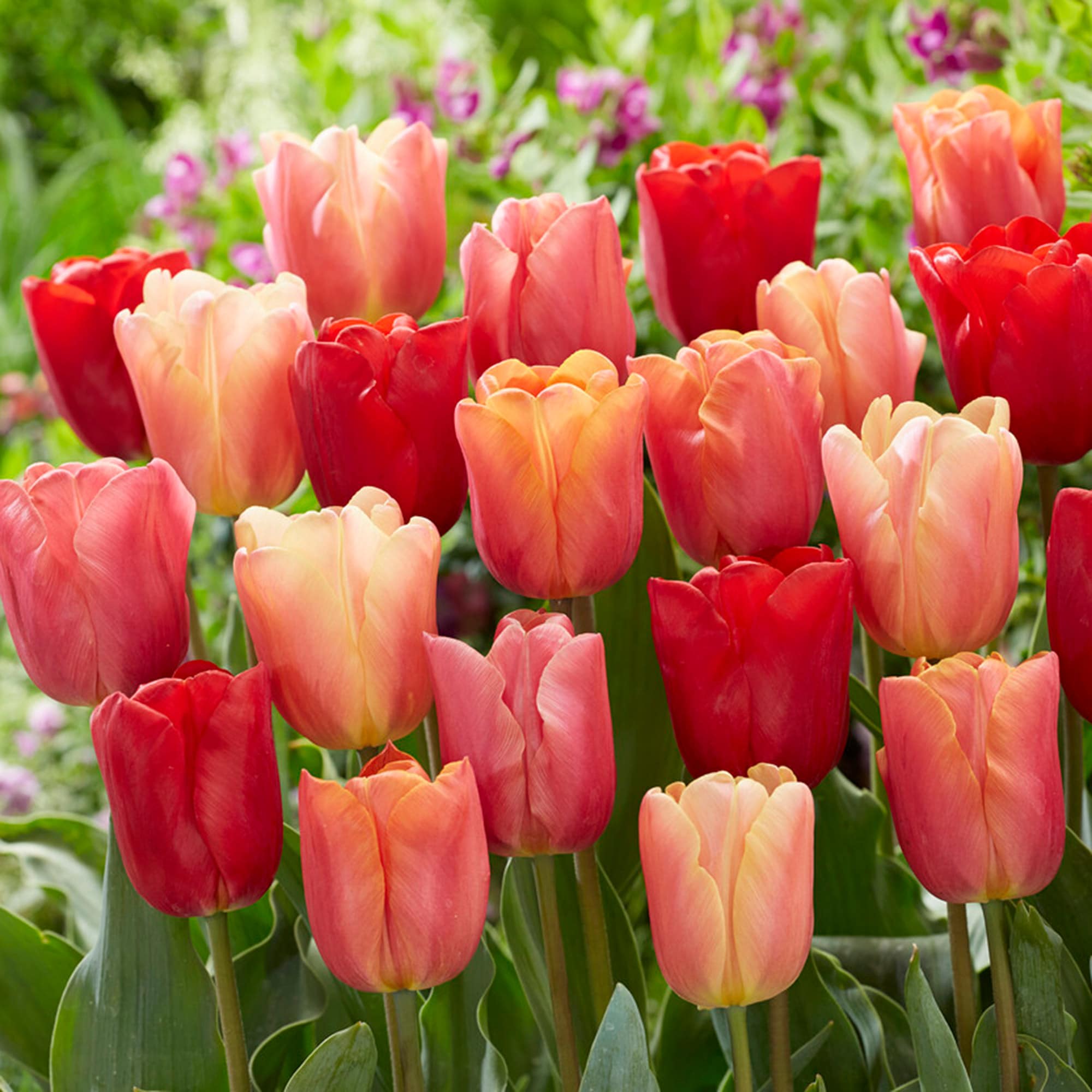 Garden State Bulb ECF-76-50-02 Multicolor Jimmy Mixed Triumph Tulip Bulbs 50 Count