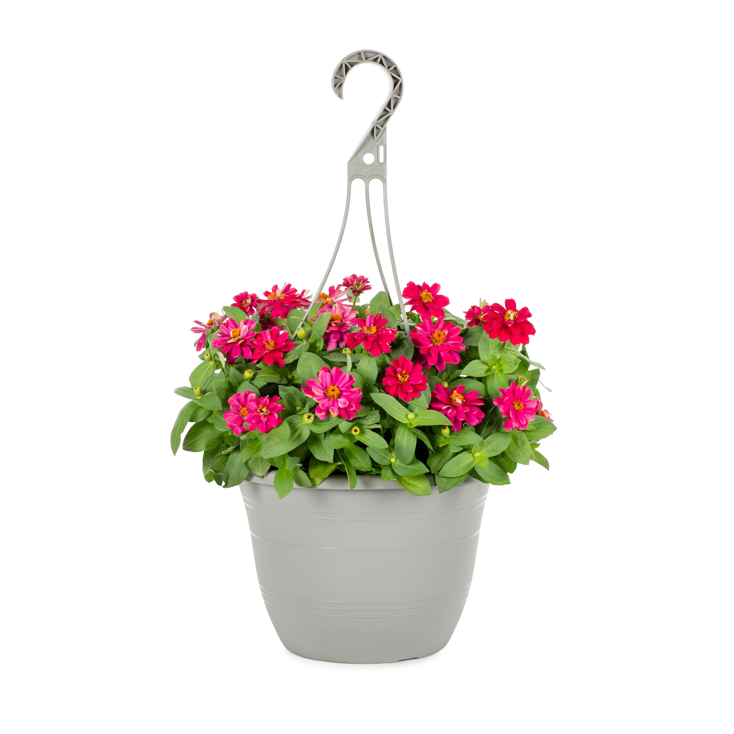 Lowe's Multicolor Zinnia in 1.5-Gallon (s) Hanging Basket in the ...