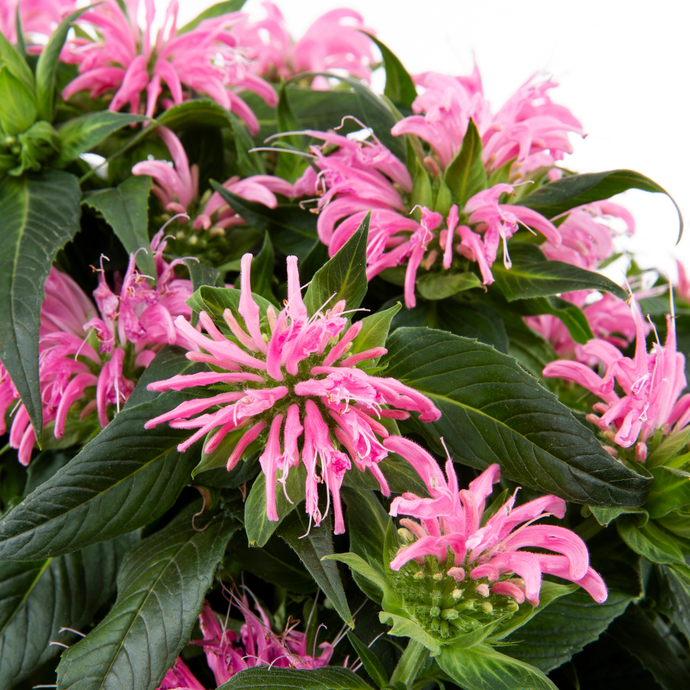 Proven Winners NURSERY perennials - View #4