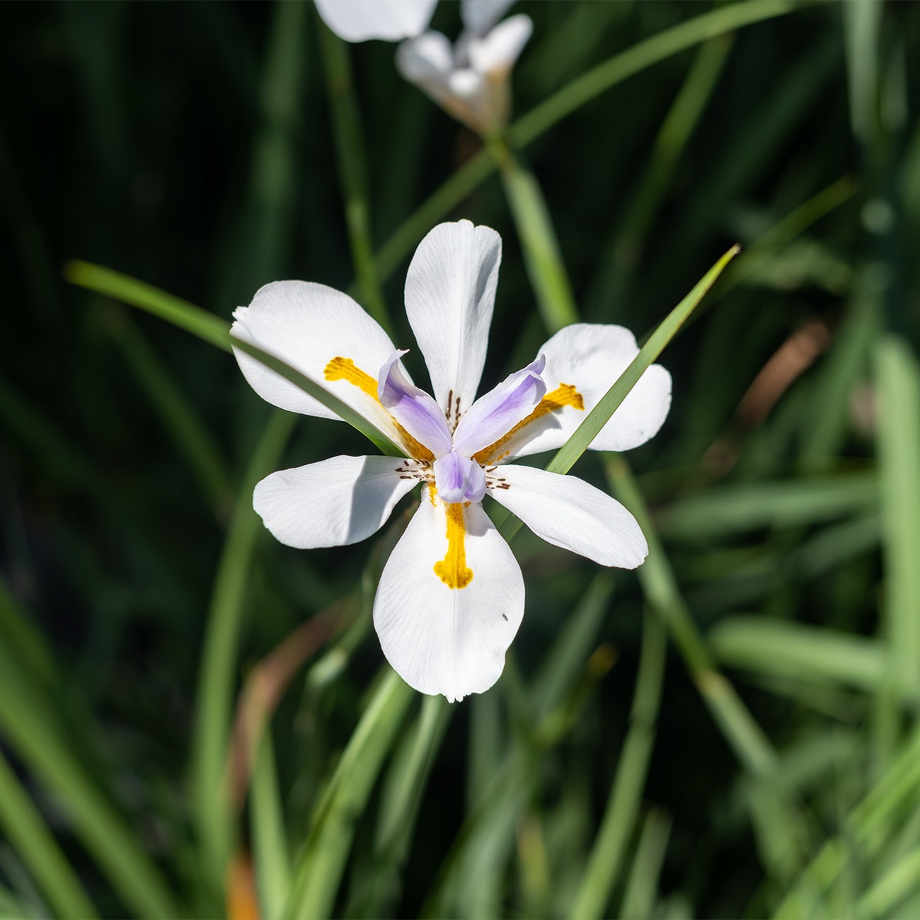 Perfect Plants LOWHITEAFRICANIRIS1G perennials - View #5
