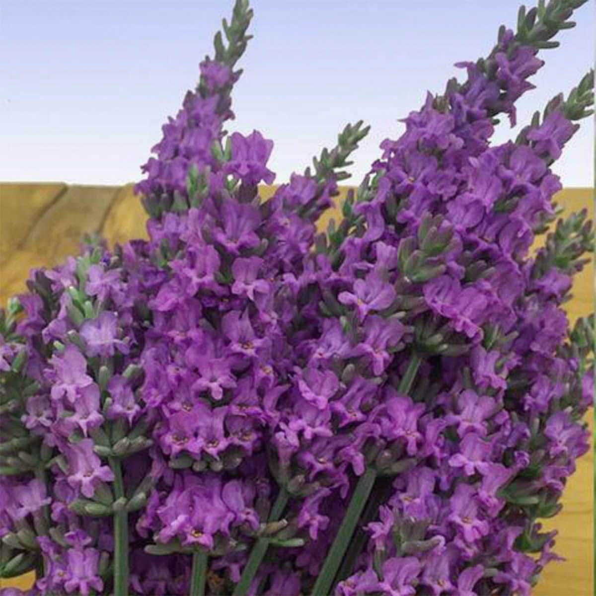 senational-lavender-plants-bulbs-seeds-at-lowes
