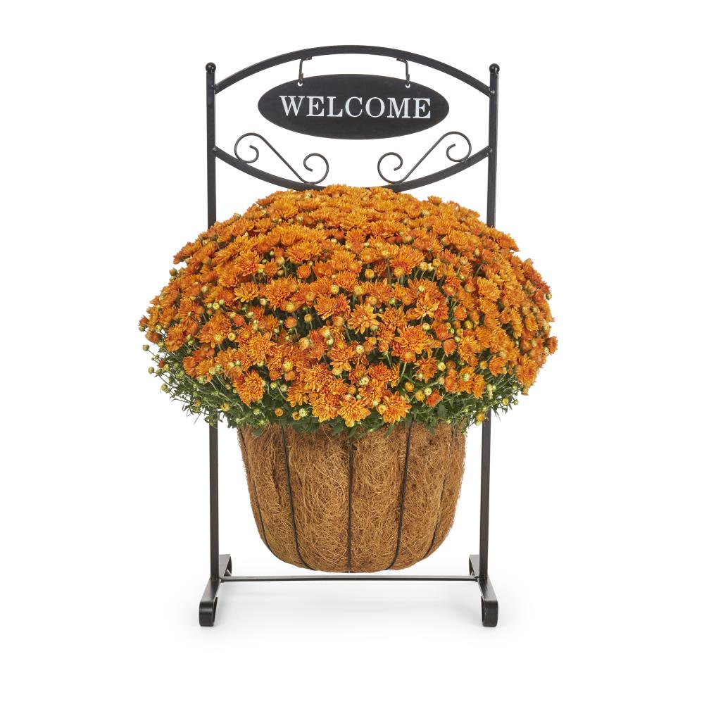 Lowe's NURSERY Orange Mum in 2-Gallon Planter