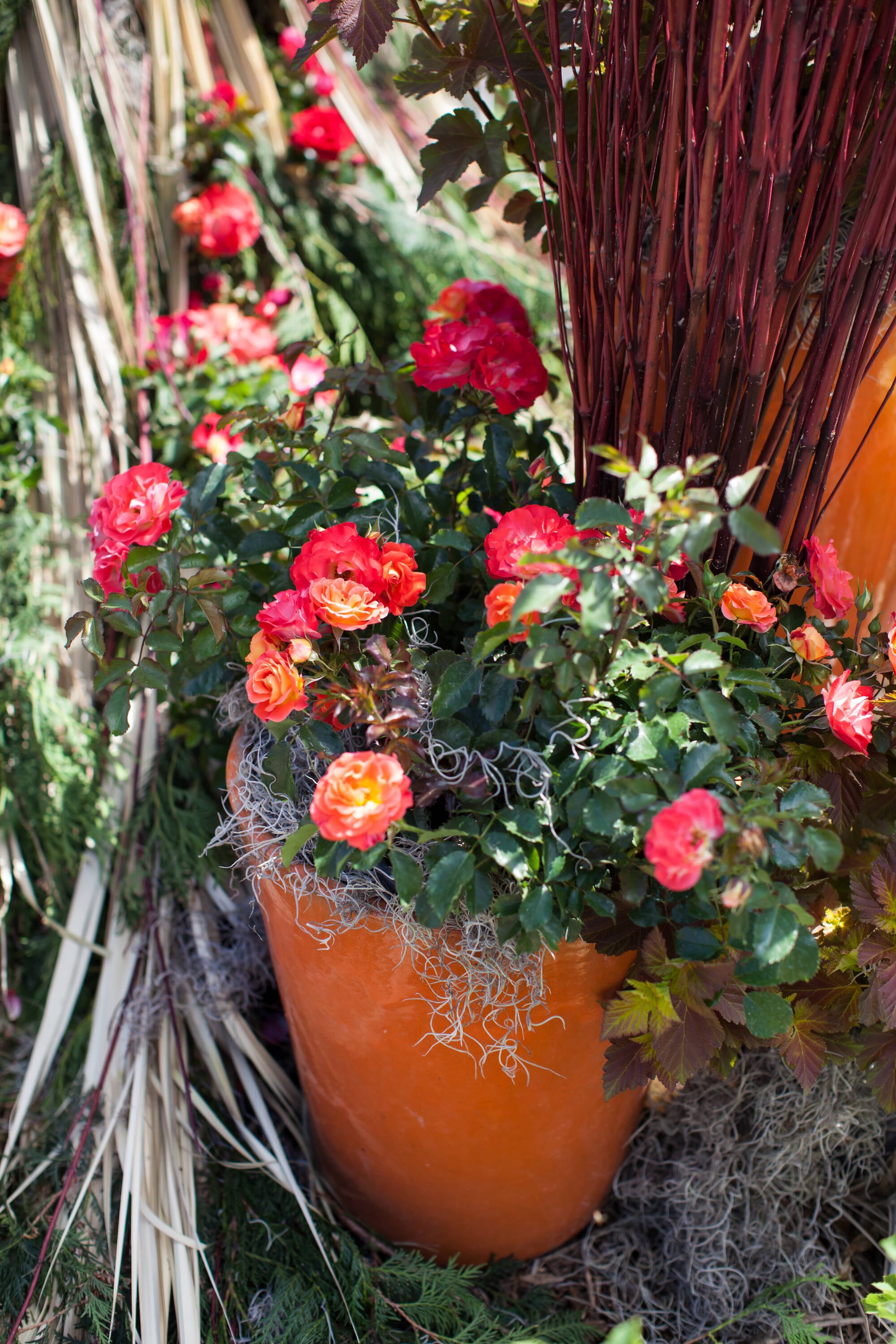 Lowe's NURSERY roses - View #9