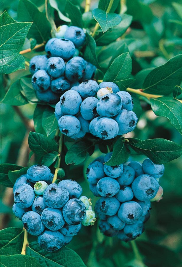 Lowe's NURSERY 1.0 -Pack Blueberry Plant in Pot