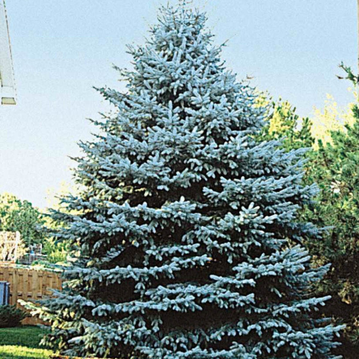 Spring Hill Nurseries 80908 Colorado Blue Spruce Feature Shrub in 1 Pack(s) Bare Root