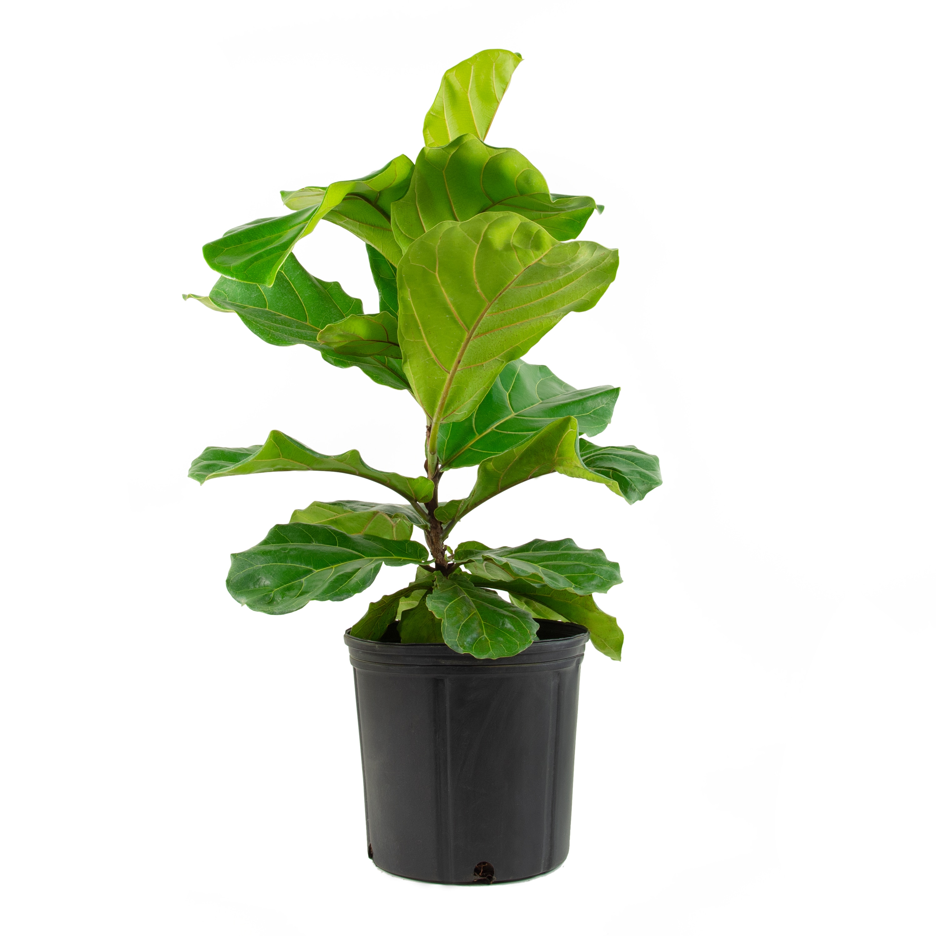 National Plant Network Fiddle Leaf Fig House Plant in 10-in Pot in the ...