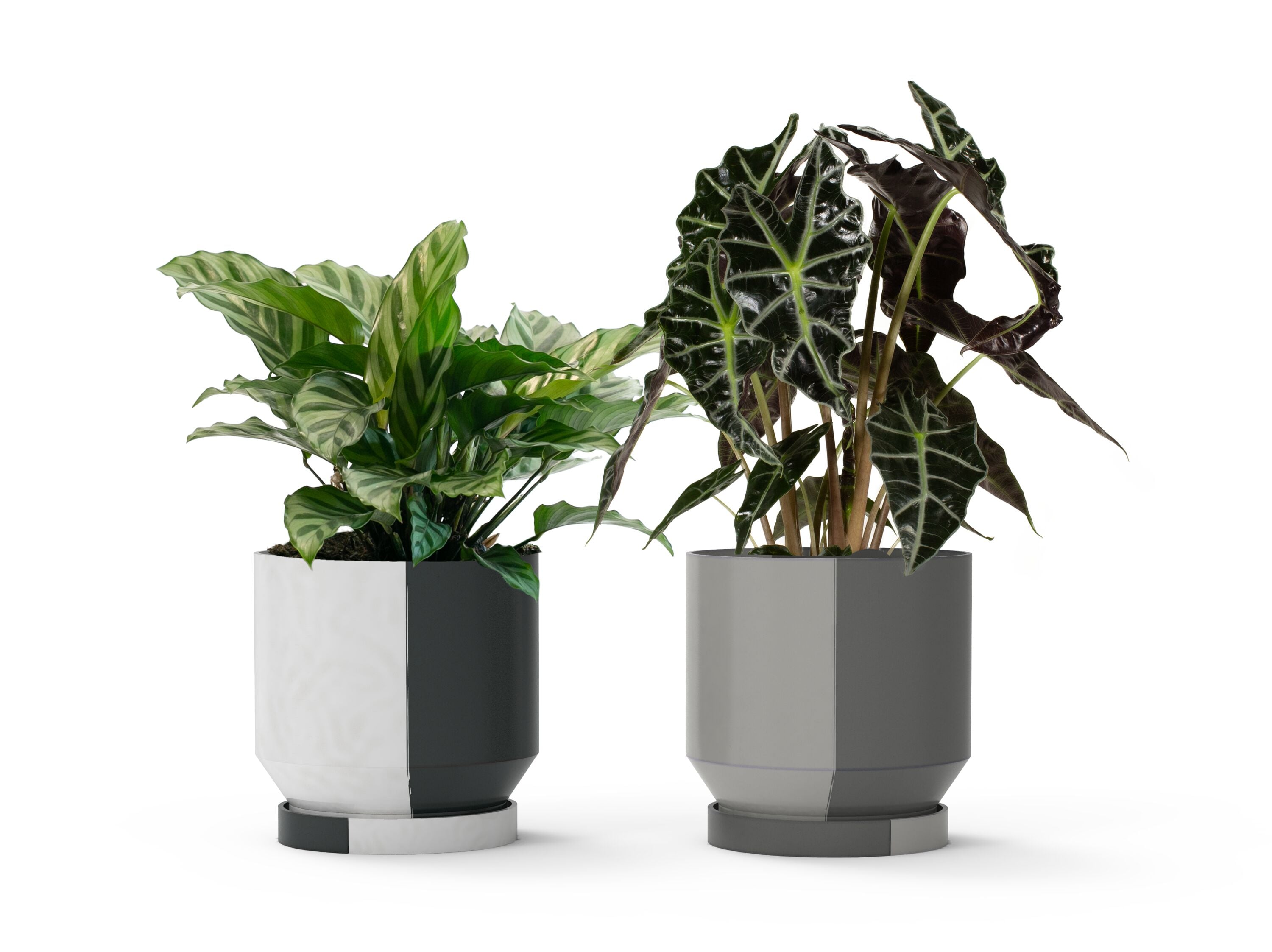 LiveTrends ASB07580 DAGUERRE House plant in 36 Ounce(s) Pot 1 -Pack