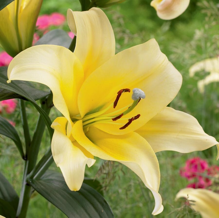 Garden State Bulb 3036018 Yellow Beverly Hills Ot Lily Bulbs