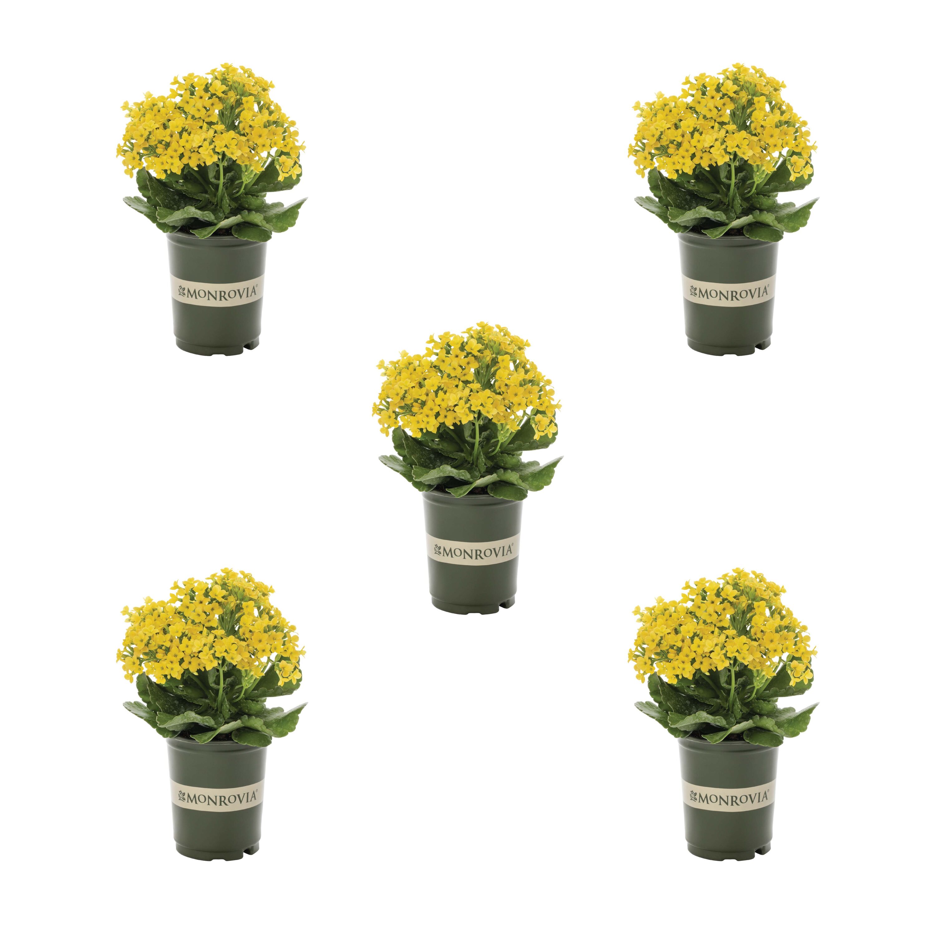 Disease Resistance Kalanchoe Plants, Bulbs & Seeds at Lowes.com