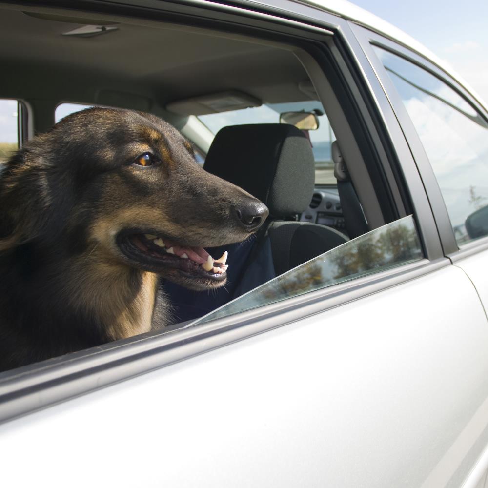 Pet Pal 872876HRM Dog-Car-Seats - View #4