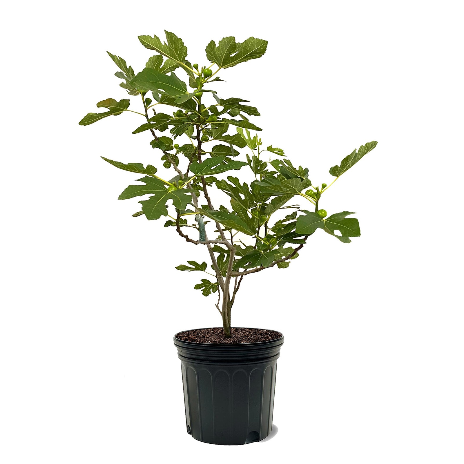 Lowe's NURSERY Fig Plant