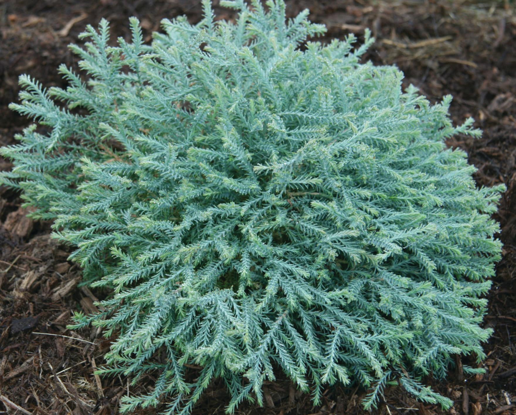 Southern Living Plant Collection 5538Q-1 shrubs - View #9
