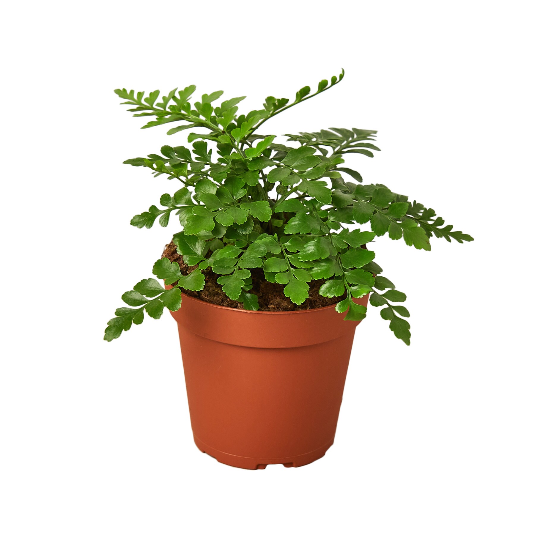 House Plant Shop 90 Bicolor Austral Gem Fern House Plant in 1-Pack Pot