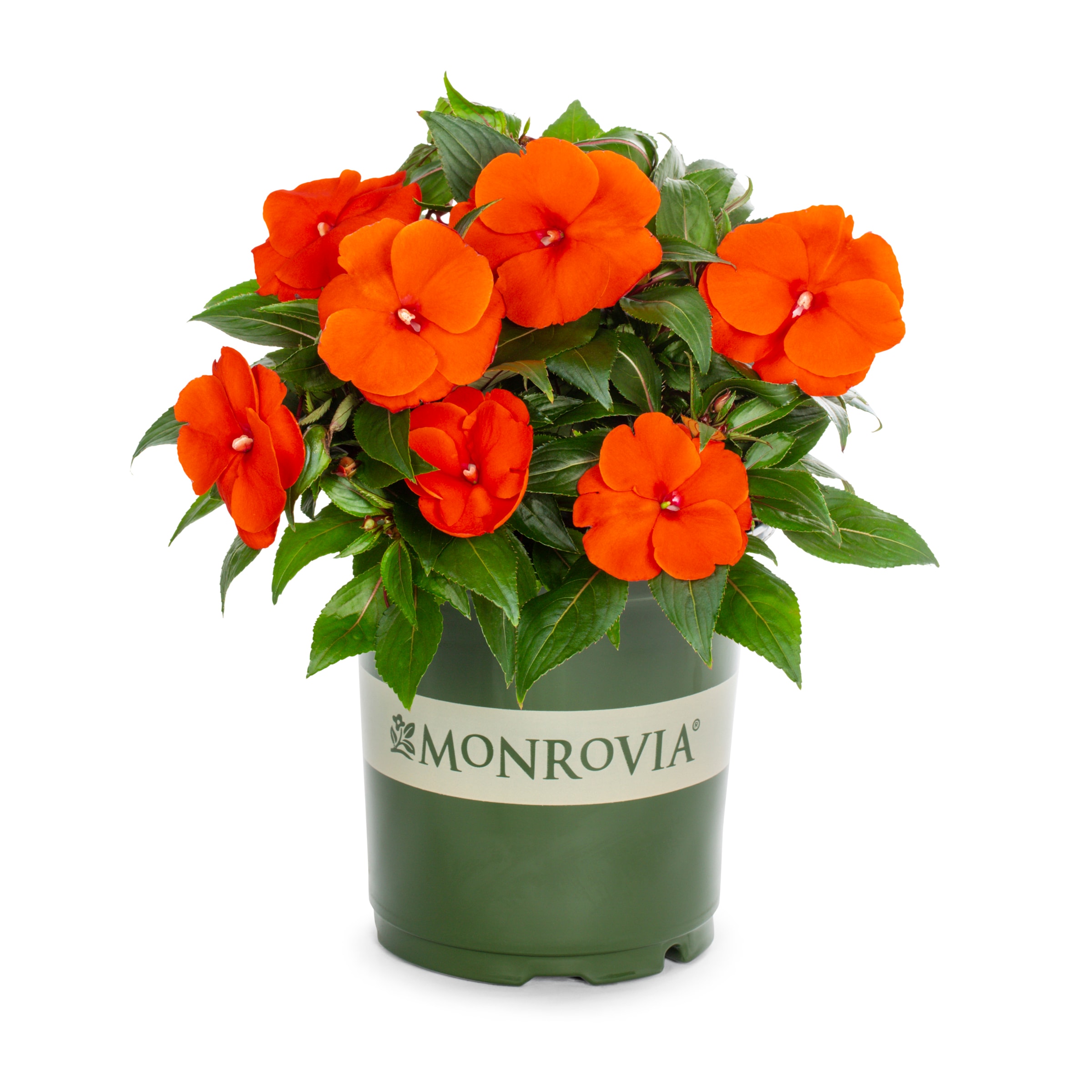 Monrovia 214203 annuals - View #3