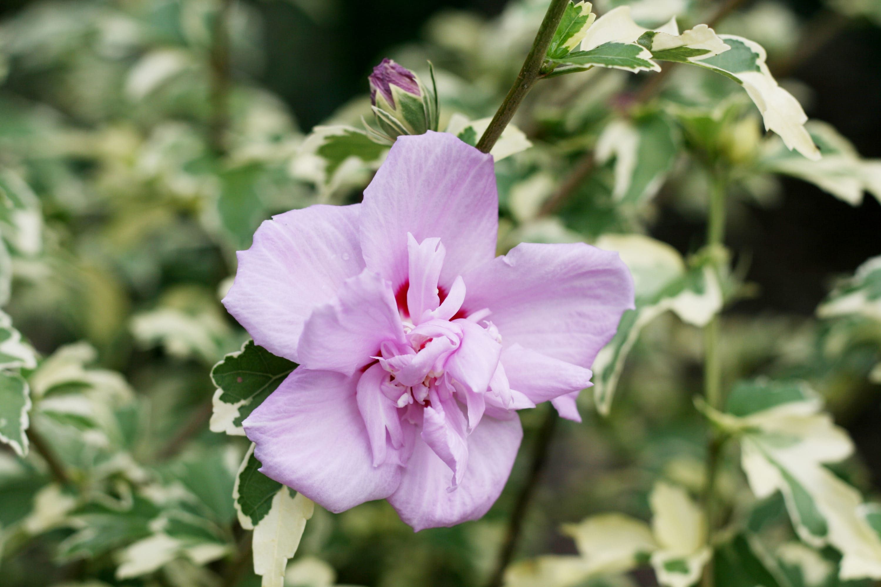 Lowe's Lavender Summer Ruffle Hibiscus Flowering Shrub in 2-Gallon (s ...