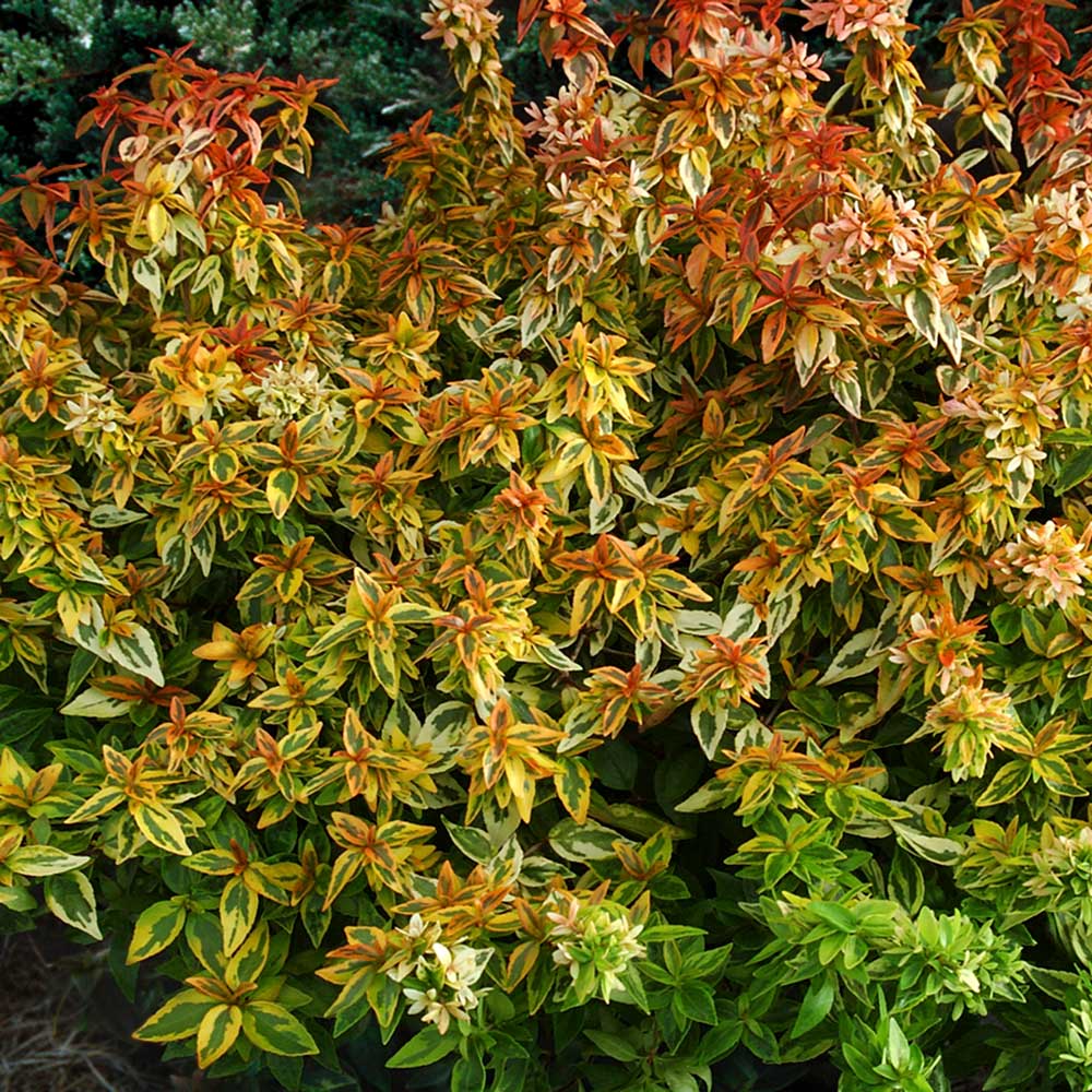 Southern Living Plant Collection 1532-1 shrubs - View #5