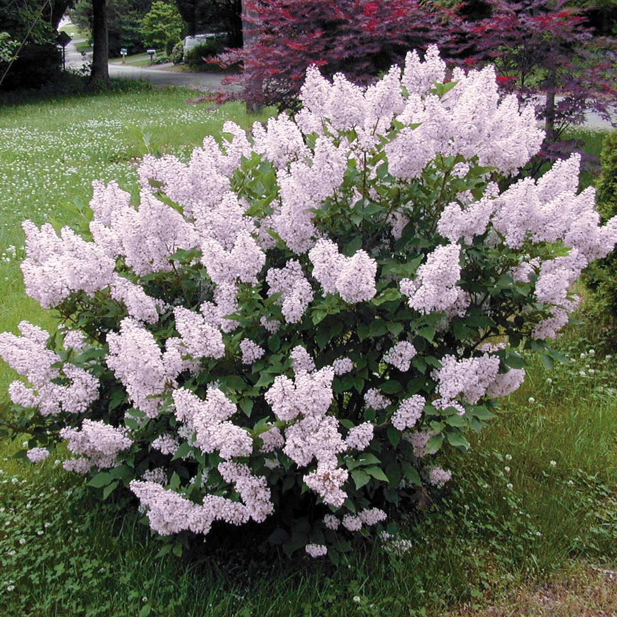 Image of Viburnum and Miss Kim lilac companion plants