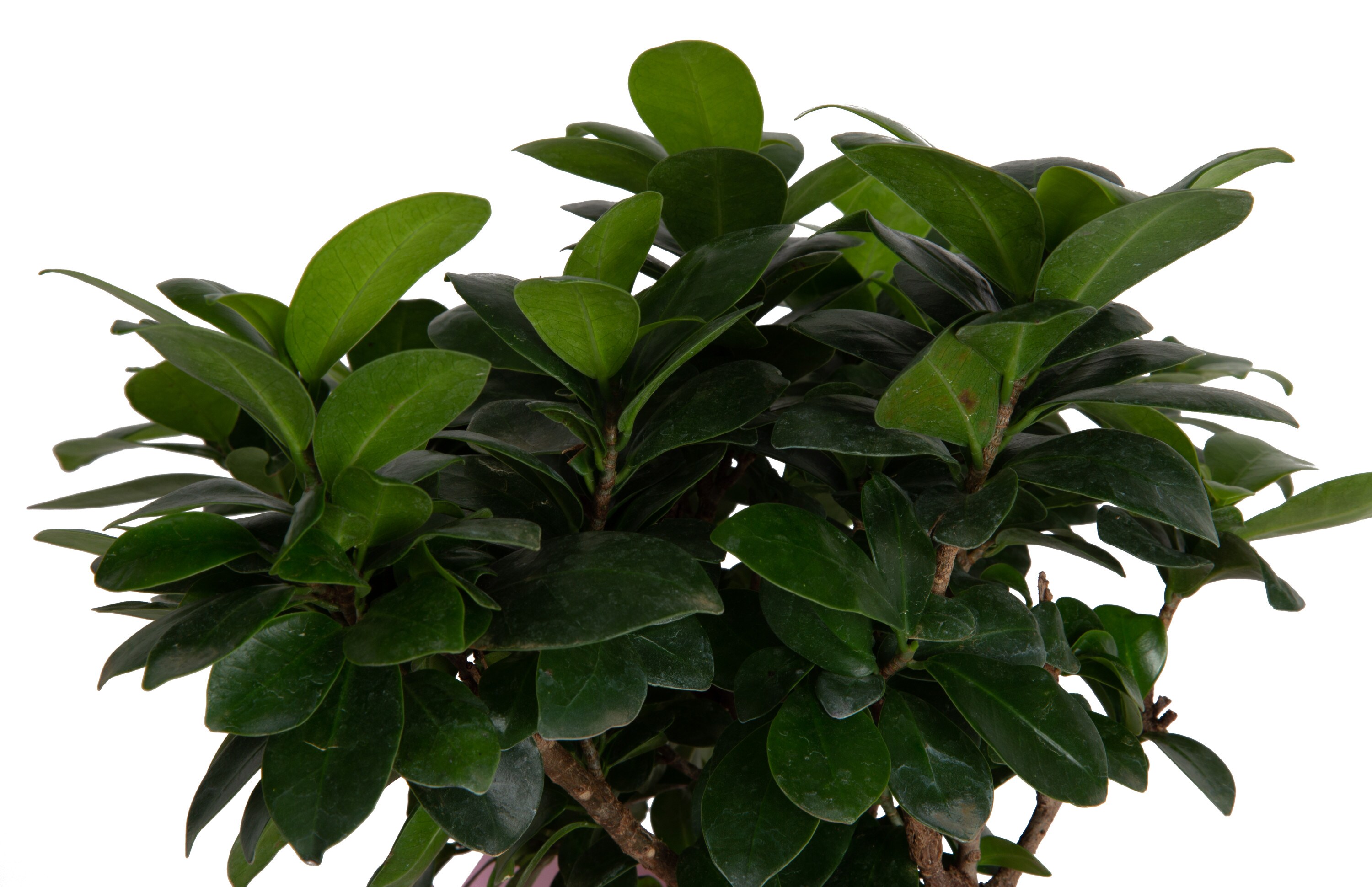 Costa Farms CO.MDBONFR.1.CR hseplants - View #3