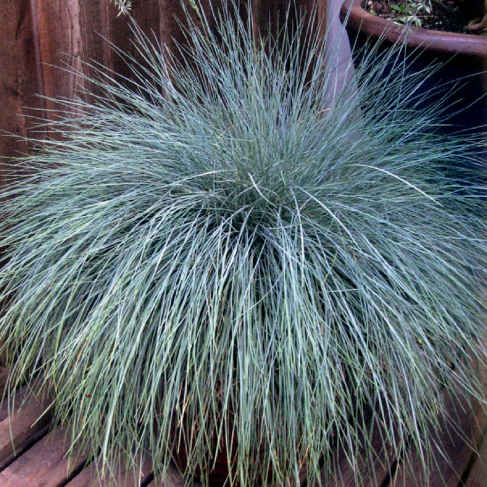 Southern Living Plant Collection 1868Q-1 Beyond Blue Fescue Accent Shrub in 2.5 -Quart Pot 1 -Pack