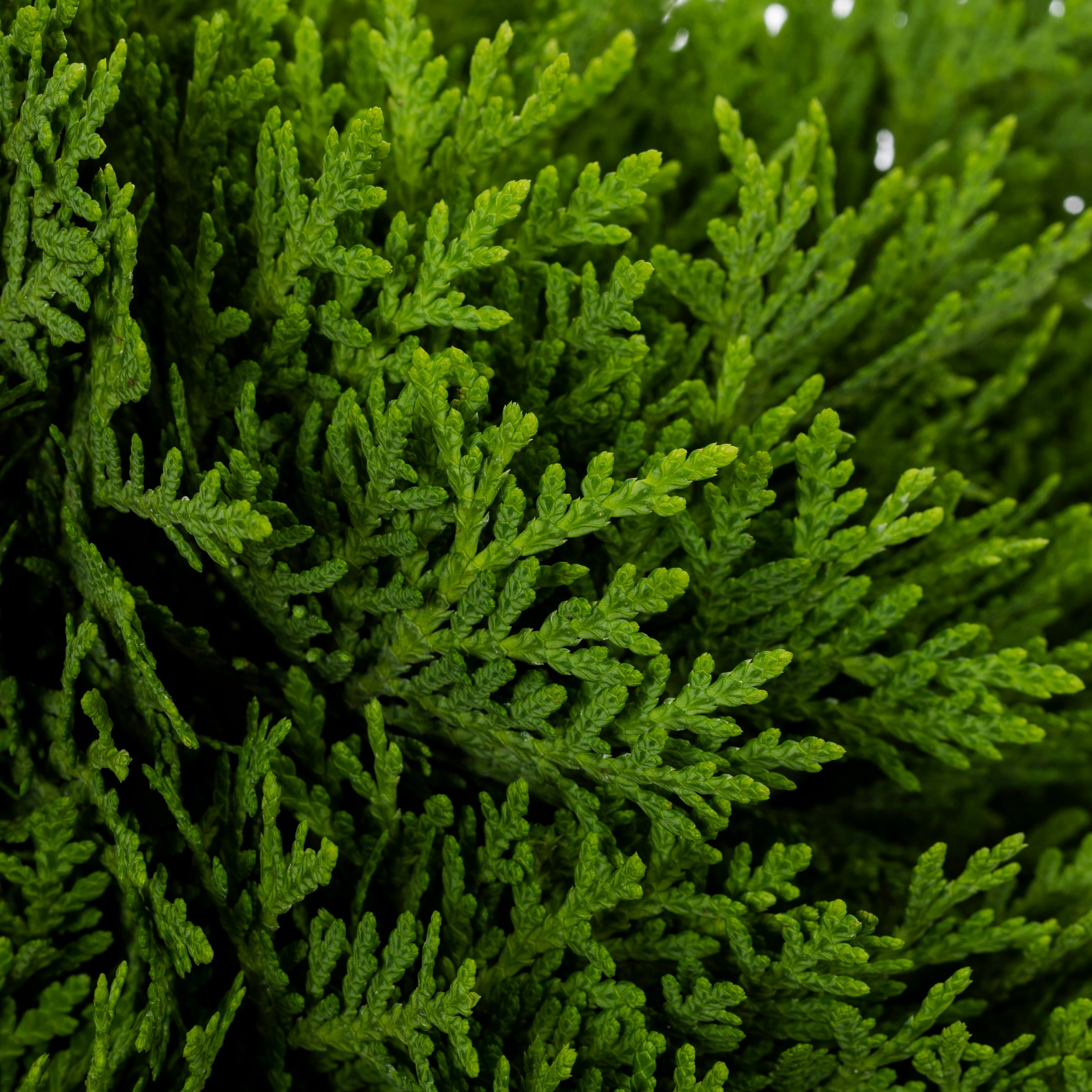 Monrovia 5761387 shrubs - View #2
