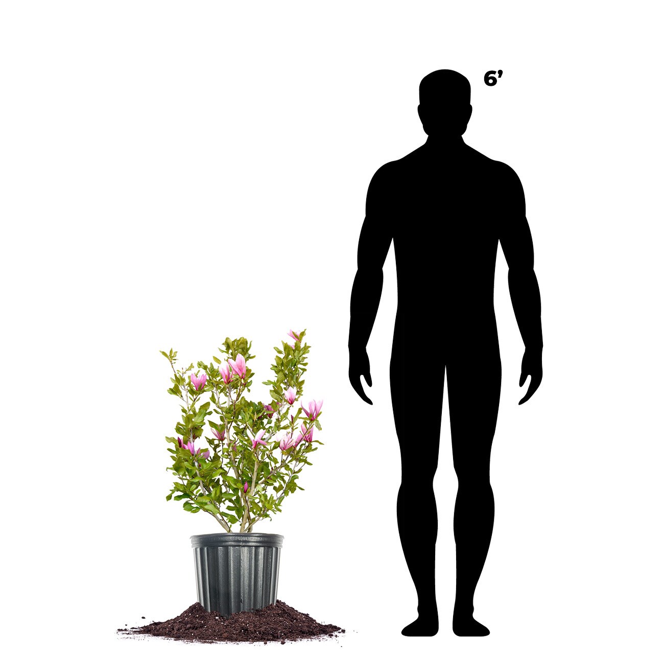 Perfect Plants LOANNMAGNOLIA3G trees - View #3